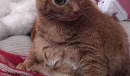 猫土豆在线观看,解锁精彩瞬间，畅享云端观影体验